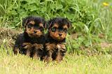 YORKSHIRE TERRIER 589